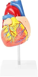 Heart Model, 491G with Base Life Size Anatomical Heart Model, Anatomical Study for Education