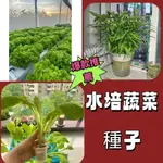 🎉🎉【限時搶購】無土栽培蔬菜種子芥藍菜 空心菜 大陸妹 盆栽蔬菜種子 水培蔬菜 綠葉菜 快菜 全年可種植 青江菜 白菜