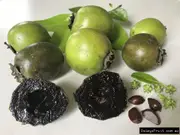Black Sapote Chocolate Tree - Diospyros digyna