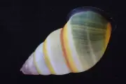 1334. Collection Land Snail Shell Amphidromus sp 33mm. Vietnam Central