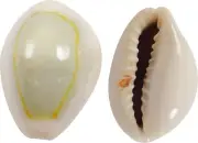 Ring Top Cowrie Craft Assorted Seashells Shell Bag .5-.75" (1 Kilo)
