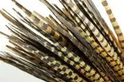 25 Pcs ENGLISH RINGNECK PHEASANT Natural Feathers 18-20" Halloween/Hats/Costume