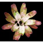 NEOREGELIA ICE WHITE RIVER''白冰河'' 積水鳳梨 五彩屬 觀葉植物 天南星參考(側芽)