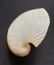 Sea shells Argonauta argo 141.1mm Aquarium Decoration Products