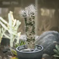 在飛比找蝦皮購物優惠-魔針地獄  3吋盆  塊根植物 多肉植物 多肉盆栽 療癒 陽