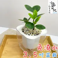 在飛比找蝦皮購物優惠-【小品文化】金錢樹【現貨】4吋透明免澆水盆栽 懶人盆栽 觀葉