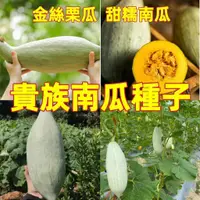 在飛比找蝦皮購物優惠-稀缺品種⚡貴族南瓜種子⚡新疆南瓜種子 金絲栗瓜 南瓜種子 板