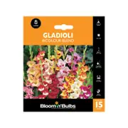 Gladioli Bicolour Blend Bulbs - 15 Pack
