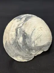 RARE Fossilized CLAM Shell From Central Florida - Pliocene Era.