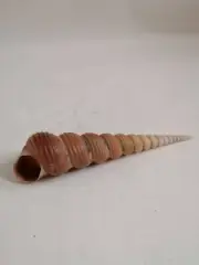 Natural Conch Shell cony 13,5cm