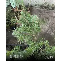 在飛比找蝦皮購物優惠-花花世界-常綠喬木*油杉(3.5吋盆//4吋盆)*台灣油杉/