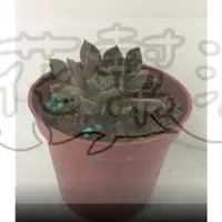 在飛比找蝦皮購物優惠-花幫派_多肉植物—黑王子--葉黑紫色~療鬱抒壓/3吋高約5-