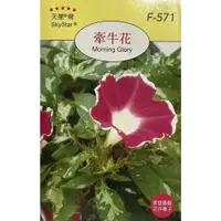 在飛比找蝦皮購物優惠-【台灣出貨 電子發票】牽牛花 種子 菜籽 花卉 花香 插花 