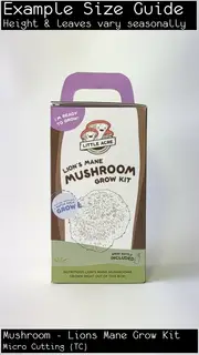 Buy Mushroom Lions Mane Grow Kit - Hericium coralloides