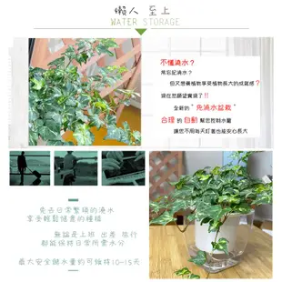 【現貨】【小品文化】黃翠斑常春藤 4吋透明懶人盆栽 簡單種植 觀葉植物 室內植物 空氣淨化 創意花盆 居家辦公盆花