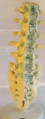 Human spinal spine lumbar vertebrate vertebra anatomical medical teaching model