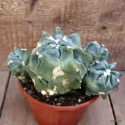 D3847 FEROCACTUS GLAUCESCENS MONSTER INERMIS pot14-H12-W21 cm MaMa Cactus