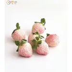↖日本佐賀  雪兔白草莓 (種子) ↗
