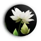 Gracefully White Lotus Canvas Matte Finish Size 40 CM
