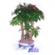 台北網路花店【F-8806落地盆栽－發財樹(馬拉巴粟)】~特價商品，不怕您比價，在任何拍賣或購物網站找到比我更便宜 ，買貴退差價 ~