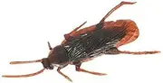 April Fool's Day Prank Trick Toy Surprised Cockroaches Guming Gum Pull Spoof Head Gags Jokes Toys Funny Toys
