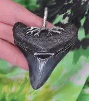 Megalodon Sharks Tooth Pendant BEAUTY!! STERLING SILVER fossil sharks teeth