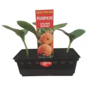 Punnet Pumpkin Golden Nugget - Cucurbita maxima - Grow Your Own Range