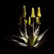 African Cargo Framed Canvas Aloe