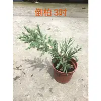 在飛比找蝦皮購物優惠-花草巷弄 3吋盆 // 倒柏 // 盆景素材