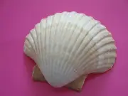 Sea Shell Seashells 3.2" Mexican Deep Shell