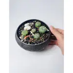 兜 多肉植物 ASTROPHYTUM 仙人掌 組合盆栽