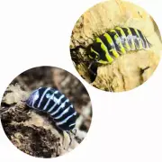 Armadillidium Maculatum Combo Zebra & Yellow Zebra Isopod 12 Ct Bundle Roly Poly