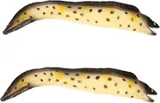 QUMIIRITY 2pcs Animal Figure Realistic Sea EEL Model Highly Simulated Ocean Toy for Boy Girl Educational Life Decor for Home and Garden for Desktop and Learning Playsets