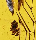 Fungus Gnat laying eggs, Fossil inclusion in Burmese Amber