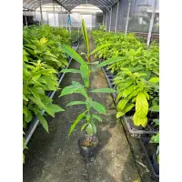 在飛比找蝦皮購物優惠-台灣毛柿台灣黑檀4.5吋盆 實生苗