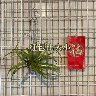［小植員］空氣鳳梨 盆栽 3mm鋁線 湯匙盆栽
