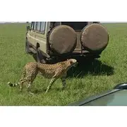 Save 10.00%! 5-Days Masai Mara Lake Nakuru Naivasha Budget Safari