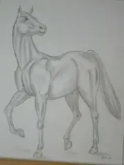 horse drawing pencil artist Jerome Cadd 11inx14in