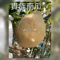 在飛比找蝦皮購物優惠-貴族南瓜種子6籽$120(若未注明購買A或B，隨機出貨)