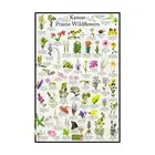 Kansas State Wildflower Identification Nature Posters / Flower ID Field Guide