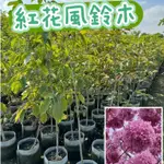 田尾玫瑰園 L 紅花風鈴木、洋紅風鈴木【八吋美植袋】觀花植物 行道樹 (田尾在地商家)