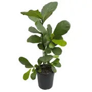 200mm Ficus lyrata - Fiddle leaf fig