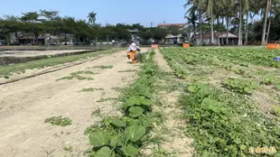 【包車旅遊】台南台江一日遊|台江國家公園+南紡購物中心+台南文創園區+走馬瀨農場+台南學甲蜀葵花節|中部出發