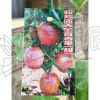 在飛比找蝦皮購物優惠-花幫派_水果苗--新芳滿天星百香果(甜)--甜而不酸~營養超