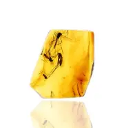 Swarm of 4 Chironomidae (Midge), Fossil insect inclusion in Baltic Amber