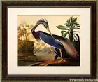 Louisiana Heron Audubon Birds of America Framed Display