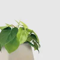 在飛比找momo購物網優惠-【森多】心葉蔓綠絨－方盆系列｜廚浴植物 水耕盆栽 空氣淨化