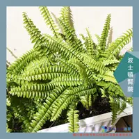 在飛比找蝦皮購物優惠-@墨耘@波士頓腎蕨 1株/$50 多肉 植物 微景觀 療癒 