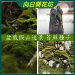 🔥向日葵花坊【 苔蘚孢子粉 】朵朵鮮孢子粉 假山草水 陸缸 造景料 孢子粉種子 假山 盆栽造景