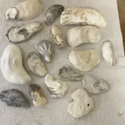 Lot/14 Florida Gulf Clam Shells Seashells Variety for Arts Crafts Decor
